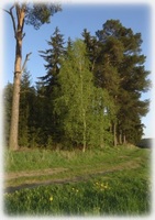 Z blízkého lesa v okolí Bohuňova